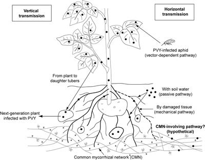 The Contribution of Endomycorrhiza to the Performance of Potato Virus Y-Infected Solanaceous Plants: Disease Alleviation or Exacerbation?